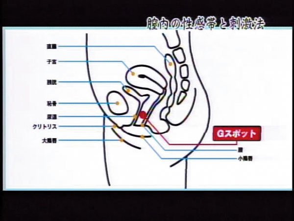 膣内の性感帯と刺激法