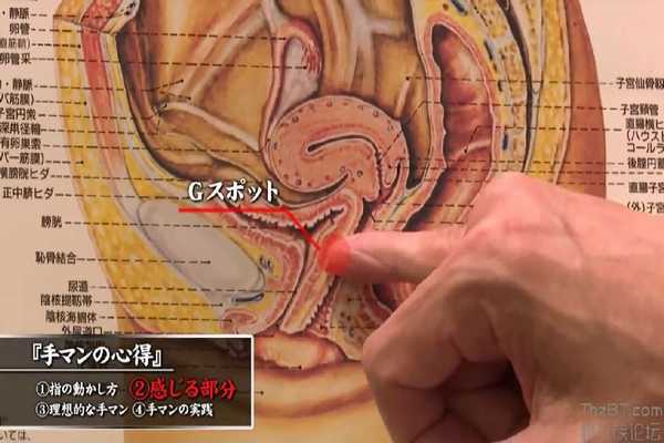 女性の膣内断面図を使ってGスポットの位置を解説するベテランAV男優の田淵正浩